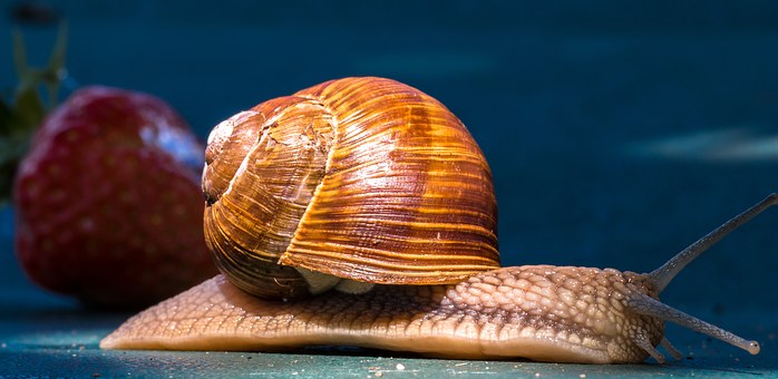 escargot