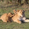 Visiter l'Afrique