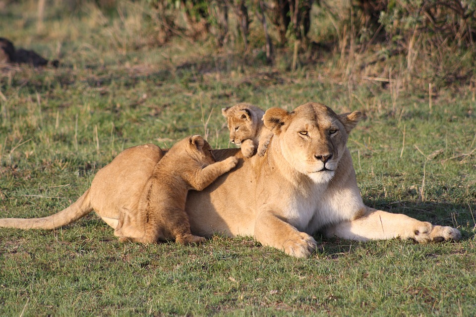 Visiter l'Afrique