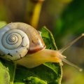escargot