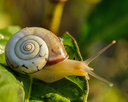 escargot