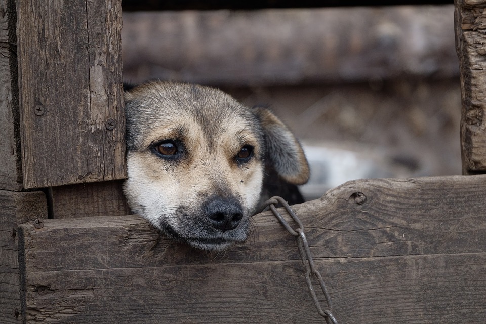 Le chenil pour chien